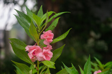 Beautiful pink flowers of Impatiens balsamina in the garden. Flower Impatiens Balsamina,Commonly known as balsam,Rose balsam,Touch-me-not or spotted snapweed,Latvia. 