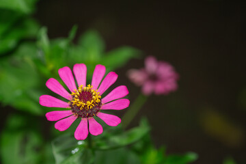 Close-up image of vibrant red summer flowering Zinnia flowers in soft sunshine. Red Zinnia elegans flowers bloom amidst a backdrop of soft, blurry green foliage
