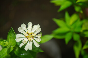 Close-up image of vibrant white summer flowering Zinnia flowers in soft sunshine. White Zinnia elegans flowers bloom amidst a backdrop of soft, blurry green foliage