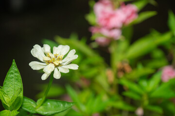 Close-up image of vibrant white summer flowering Zinnia flowers in soft sunshine. White Zinnia elegans flowers bloom amidst a backdrop of soft, blurry green foliage