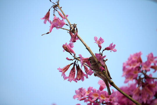 Eurasian Tree Sparrow (Passer montanus) perched amid vibrant pink trumpet blossoms of Tabebuia rosea in Hong Kong. Small brown passerine with black bib framed by lush magenta flowers in soft bokeh.