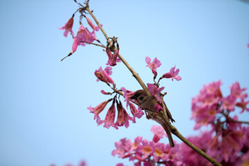 Eurasian tree sparrow (Passer montanus) in rosy trumpet tree (Tabebuia rosea) blooming in Hong Kong...