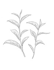 Hand-drawn tea plant sketch featuring detailed leaves and buds, perfect for botanical designs, wellness branding, or tea-related projects. Ideal for natural, organic, and herbal themes.