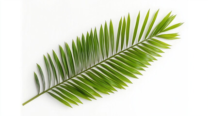 Tropical lush green leaf of palm tree isolated on white background. Ai Generated Images