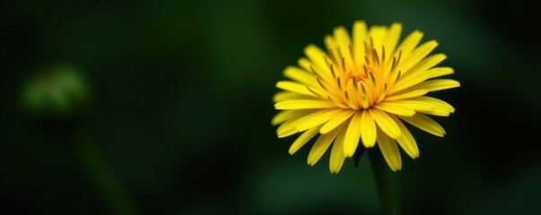 Single dandelion, sunny yellow petals, dark background, detail, floral, golden