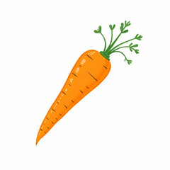 Vibrant orange carrot with fresh green tops digitally painted illustration against a white