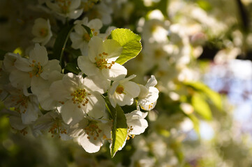 Pear tree full of flowers in morning sun