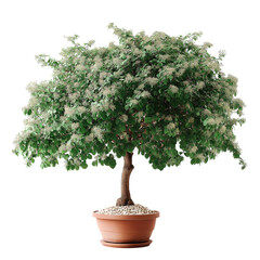 A petite potted tree adds greenery to any space.