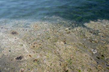mucilage on the sea surface, environmental disaster. kadikoy, istanbul, turkey.