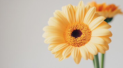 Elegant wedding invitation card background . Minimal hand painted watercolor botanical flowers texture template background. Design for wedding, vip cover, poster, rsvp moderncard.Valentine's Day