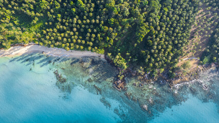 Aerial view of the dark green forest and the sea. Natural ecosystems of forests and oceans. concept of natural forest conservation