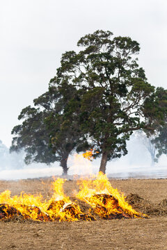 Flames in front of gum trees on a farm