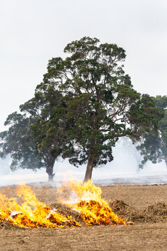 Flames in front of gum trees on a farm