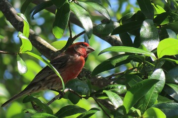 Male House Finch (Arpodacus mexicanus) perched on a tree in Florida nature, closeup