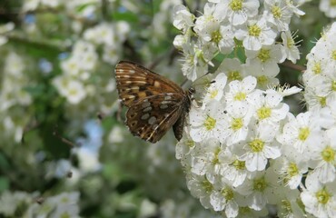 Butterfly on white spirea flowers in the garden in spring, closeup