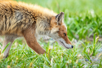 新緑の草原で背丈が低い草木の中を頭を下げてゆっくり匂いを嗅ぎながら歩くキツネ。背景はグリーン色の草木で、キツネは右側向きで上半身の側面の横構図です。