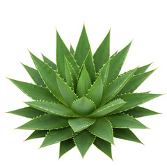 aloe vera isolated on white