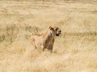 Lioness Alert in the Golden Grasslands. Masai Mara, Africa   