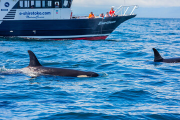 Fototapeta premium シャチ 