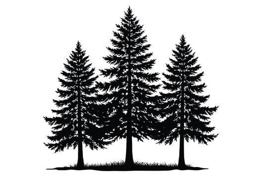 Three pine trees silhouette. This image shows a silhouette of three pine trees, also referred to as conifer or evergreen trees, in a natural forest setting. Vector clipart illustration design.