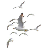 Obraz premium Flock of seagull flying isolated on white background.