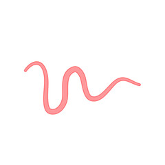 Ascaris parasitic worm vector