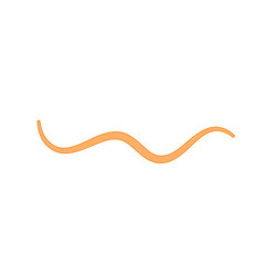 Ascaris parasitic worm vector