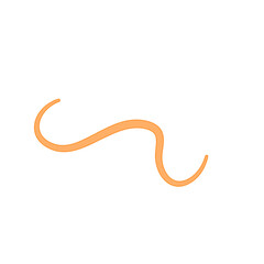 Ascaris parasitic worm vector