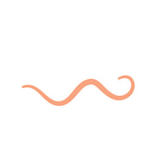 Ascaris parasitic worm vector