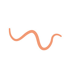 Ascaris parasitic worm vector