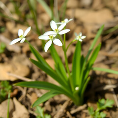 Fototapeta premium Ornithogalum thyrsoides or chinkerinchee or chincherinchee or star-of-Bethlehem or wonder-flower white flower isolated transparent png