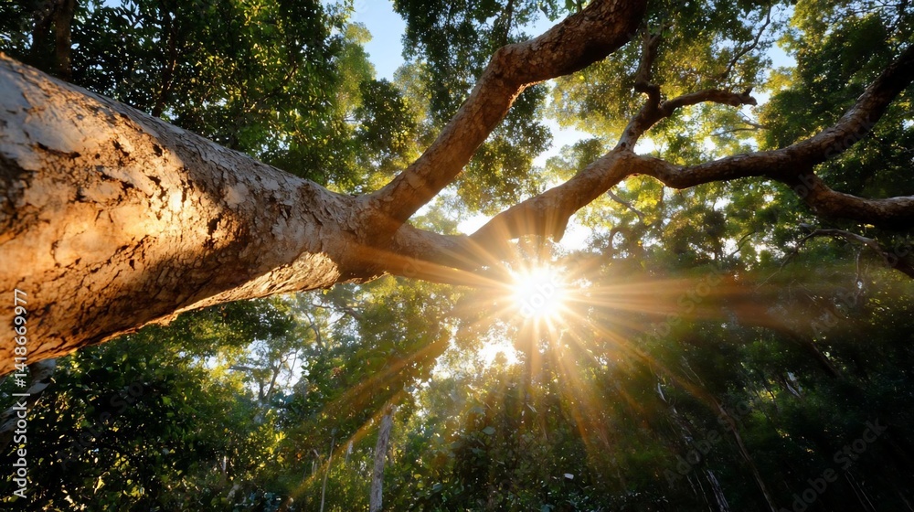 Poster sunlight streams through tree branches creating a bright and warm atmosphere in a forest setting