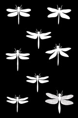 Obraz premium Isolated illustration of a set of white silhouettes of various dragonflies on a black background.