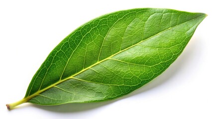 Obraz premium California Laurel Leaf, Vibrant Green, Isolated, Stock Photo, High Resolution, Botanical Image, Nature Photography