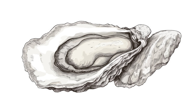 A detailed grayscale illustration depicting an open oyster shell. The drawing showcases the intricate texture of the shell, with varying shades of gray creating depth and form