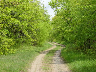 A small dirt track in a verdant undergrowth - Petit chemin de terre carrossable et champêtre dans...
