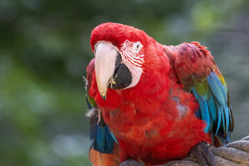 Ara chloroptère © Ludovic