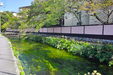 京都市東山区の白川に掛かる一本橋と塀の有る風景
