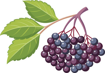 Fototapeta premium A vibrant vector art illustration showcasing delicious elderberries, beautifully detailed with rich colors, ideal for culinary, botanical, or health-themed designs.