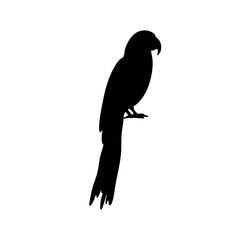 Parrot bird silhouette vector 