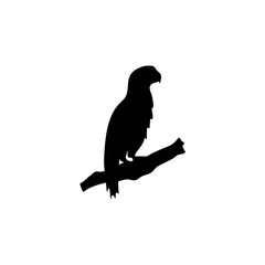 Parrot bird silhouette vector 