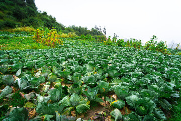 Image of cabbage field. Lots of cabbage plants growing in the farm in mountains. Planting green...