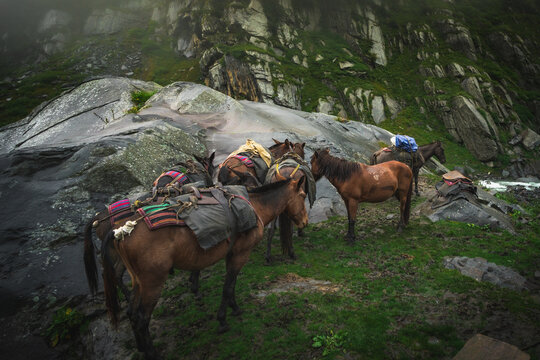 Pack horses carrying supplies along a rugged mountain trail, surrounded by misty cliffs and lush alpine vegetation, representing traditional mountain transport, trekking, and Himalayan adventure.