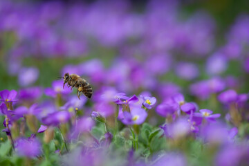 Honeybee Collecting Pollen From Vibrant Purple Flowers in Bloom