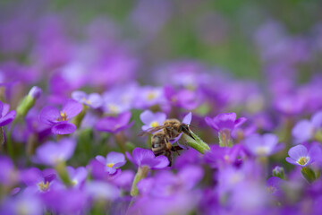 Honeybee Collecting Pollen From Vibrant Purple Flowers in Bloom