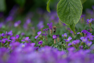 Honeybee Collecting Pollen From Vibrant Purple Flowers in Bloom