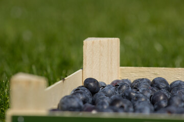 Wooden Basket of Fresh Blueberries on a Green Grass Background