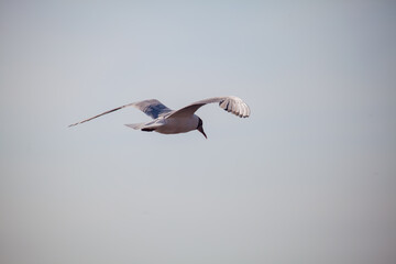 Single Seagull Gliding Gracefully Through a Clear Blue Sky Peacefully