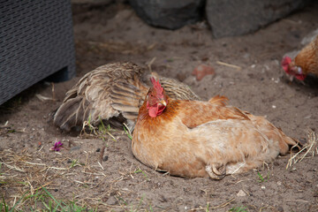 Resting Chickens Relaxing in a Rustic Outdoor Environment
