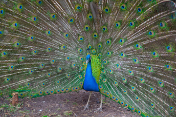 Obraz premium Vibrant Peacock Displaying Magnificent Feathers in Natural Environment